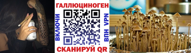 Галлюциногенные грибы мицелий  ОМГ ОМГ как зайти  Камышин 